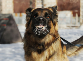 Al meer dan dertig uitbraken van hondsdolheid in Europa dit jaar