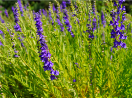 Scutellaria baicalensis: de parel van het Baikalmeer