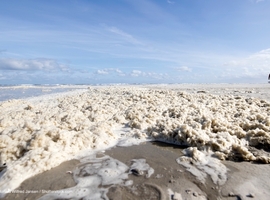 Pollution aux PFAS - Des PFAS détectés dans l'écume de mer, le long de la côte néerlandaise