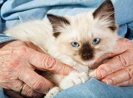 Un établissement dédié au contact thérapeutique avec des animaux à côté de l'UZ Brussel