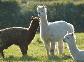 Des lamas pour aider des enfants à guérir d'un virus respiratoire