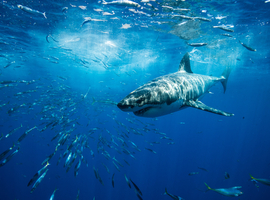 Un médecin surfeur découvre comment sauver d'une morsure de requin