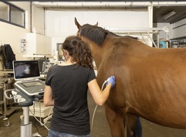 Comme les médecins, les vétérinaires dénoncent des 