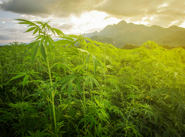 Cannabis: vers un polyusage?