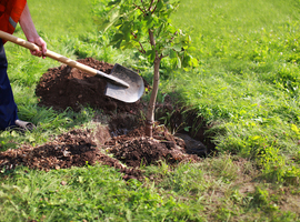 Meer dan 17.000 nieuwe bomen voor 