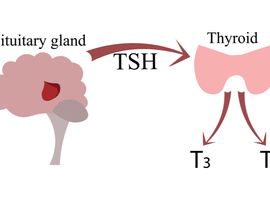 TSH-producerend hypofyseadenoom; een gestructureerde review van 535 volwassen casussen