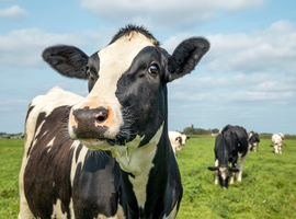 Allergie au lait de vache chez l’enfant: un cercle vicieux de déséquilibre microbien et d’inflammation