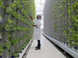 Botalys à Ghislenghien a inauguré une ferme verticale pour les plantes médicinales rares