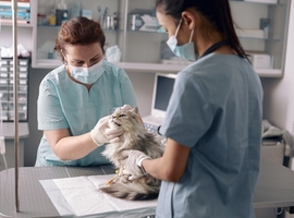 Allereerste toelatingsexamen voor kandidaat-dierenartsen op 6 juli 2023