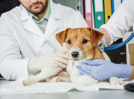 De dierenarts zit erdoor 