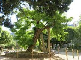 Un vieil arbre a plus d'effets positifs sur la santé d'une personne que dix jeunes arbres