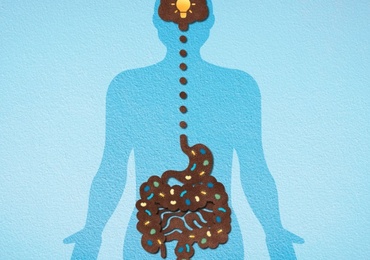 Comment une alimentation trop riche réduit la cognition