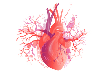 La Ligue cardiologique belge appelle à davantage de prévention contre l'athérosclérose