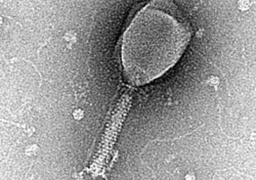 L'IA crée pour la première fois des virus inexistants dans la nature