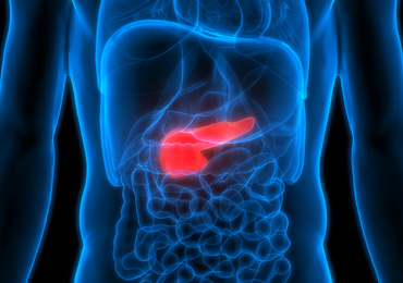 Une carence en fer bloque la croissance des jeunes cellules du pancréas