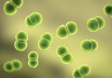 Les cas d'infection aux pneumocoques ont atteint un nouveau record l'an dernier
