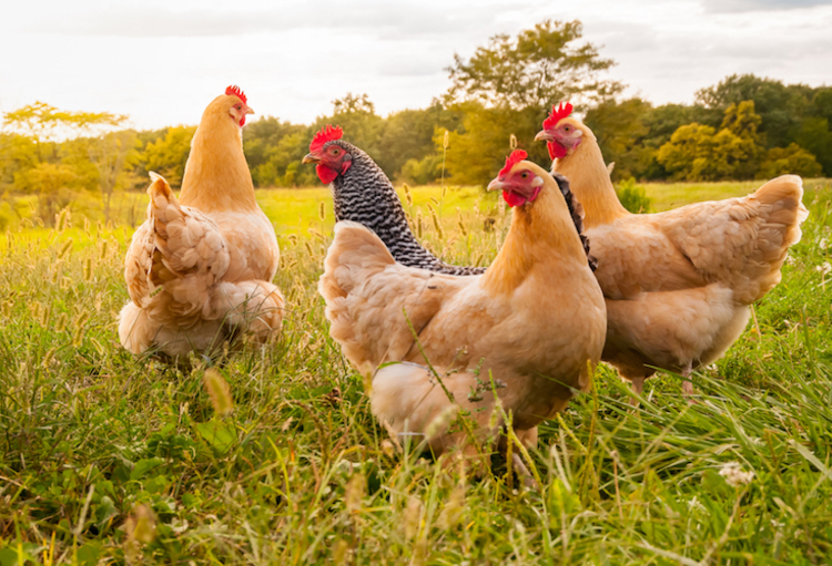 First Human Death from Avian Flu Reported in the US - News Directory 3