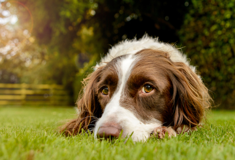 Stad bloem Spotlijster domesticeren Honden brengen verboden bestrijdingsmiddelen in het milieu (Nederlandse  vorsers) - De Specialist