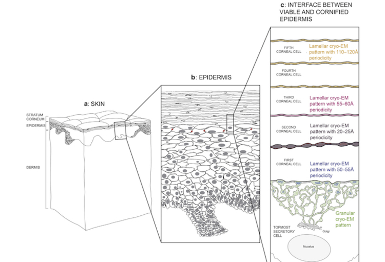 La Barrière Cutanée Sous Lœil De La Cryo Microscopie électronique Skin