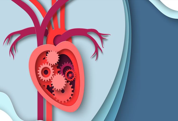 Auto-immuunziekten verhogen het risico op cardiovasculaire aandoeningen ...