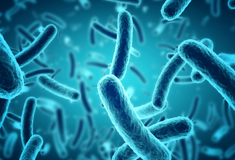 Исследователи из Брюсселя нашли слабое место у бактерий, вызывающих серьезные заболевания