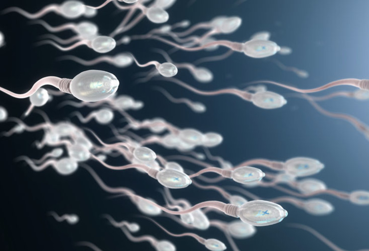Sperm for science used in fertilization: already 16 contacts