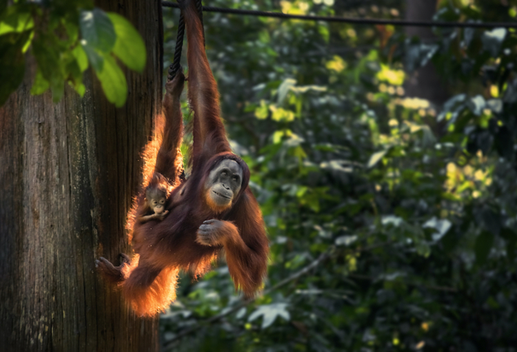 Orangutan enjoys plant food