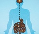 Comment une alimentation trop riche réduit la cognition