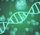 Test de l’ADN libre circulant pour les anomalies chromosomiques fœtales dans les grossesses multiples