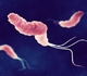 Helicobacter pylori, moteur de la polyarthrite rhumatoïde?