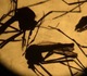 Westnijlvirus : Eerste lokale besmettingen in Vlaanderen vastgesteld - een persoon in ziekenhuis 