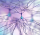 Nieuw onderzoek toont hoe zenuwcellen in ruggenmerg kunnen leren en onthouden