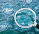 PFAS et produits de la mer: un choix cornélien…